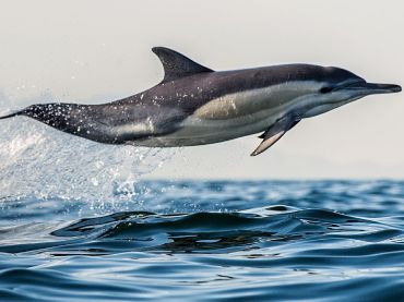 Dolphin and Wildlife Experiences